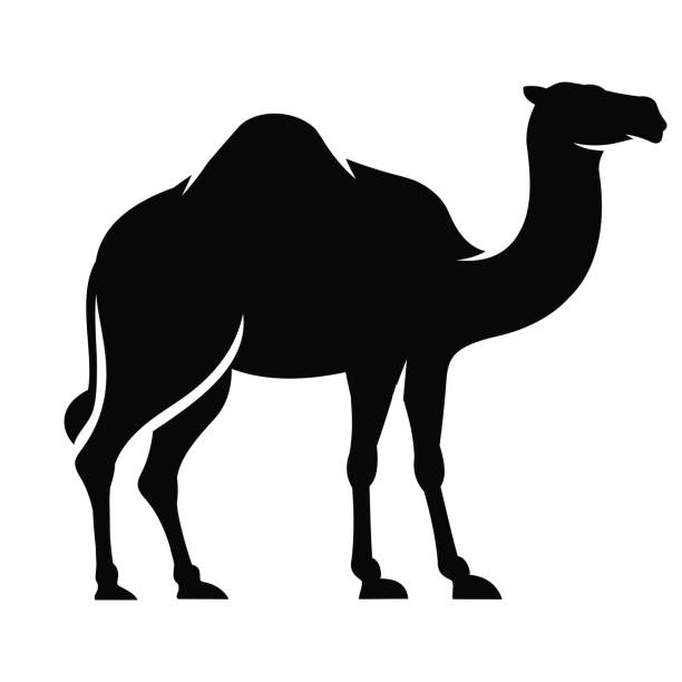 Camel simple flat icon vector Camel simple flat icon vector dromedary camel stock illustrations