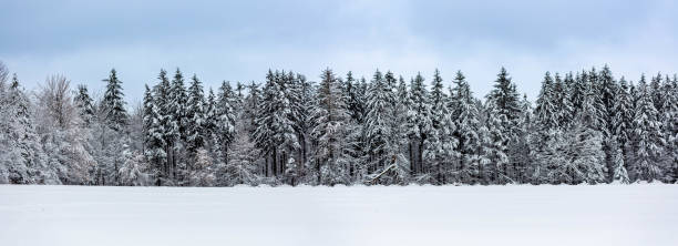 istock Snow covered pine trees in Wisconsin 1451622306
