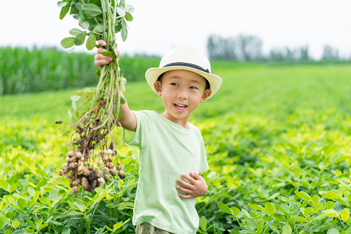 A Chinese baby holds peanuts in a peanut field