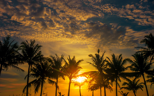 Tropical sunset landscape with palm trees in silhouette at beach