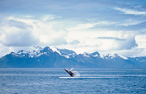 ballena incumplimiento - saltos fuera del agua fotografías e imágenes de stock