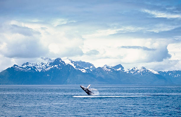 A whale breaching the surface of an ocean Humpback whale breach. Frederick Sound, SW Alaska animals breaching photos stock pictures, royalty-free photos & images
