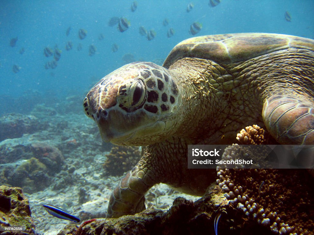 Tortuga verde primer plano - Foto de stock de Agua libre de derechos