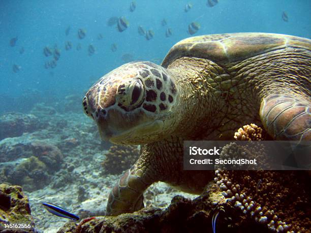 Tortuga Verde Primer Plano Foto de stock y más banco de imágenes de Agua - Agua, Aleta - Parte del cuerpo animal, Arrecife - Fenómeno natural