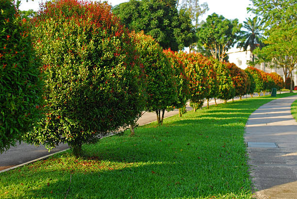 istock row of tree and walk path in the gardens 145162559