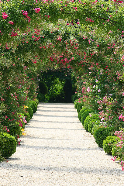 istock Roses in the Garden 145162821