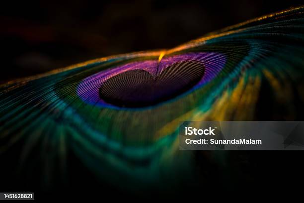 Peacock Feather Stock Photo - Download Image Now - Peacock Feather, Abstract, Animal