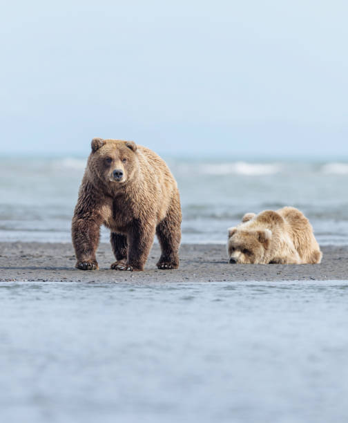 istock A coastal brown bear and its cub waiting for the tide to recede 1451629002