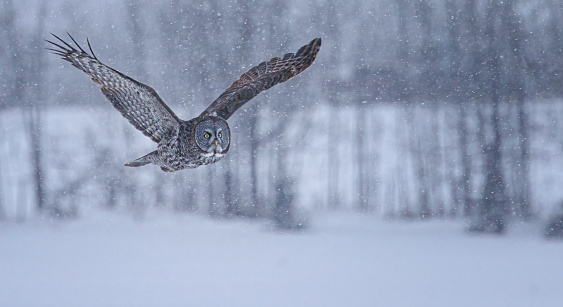 A great gray owl flies over a field with trees in the background in a snow storm in the winter time in Northern Alberta, Canada