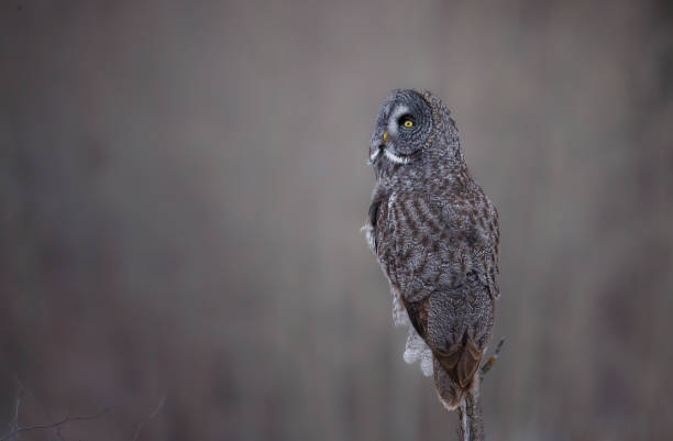 istock A great gray owl perched on a snag looking up at the sky 1451629239