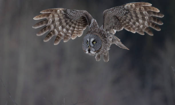 istock A great gray owl just taking off from a perch with its wings just starting to spread 1451629276