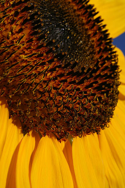Detail of sunflower stock photo
