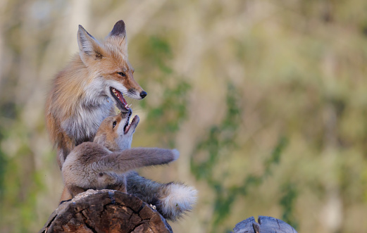 A red fox and its kit playful nip at each other as the stand atop of log on a log pile taken in Northern Alberta