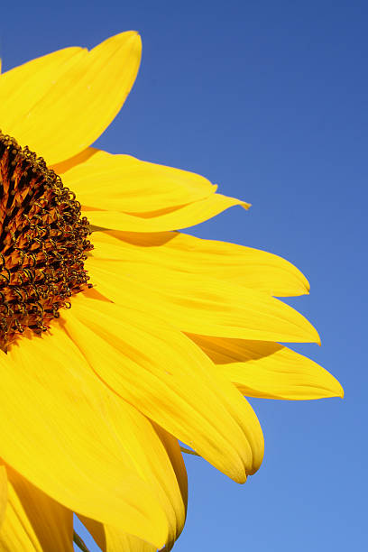 Bright sunflower against the summer sky stock photo