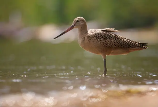 Photo of A marbled godwit standing near the shore in the early morning
