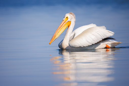 An American white pelican floats atop the water on a calm lake with its reflection on the water in Northern Alberta