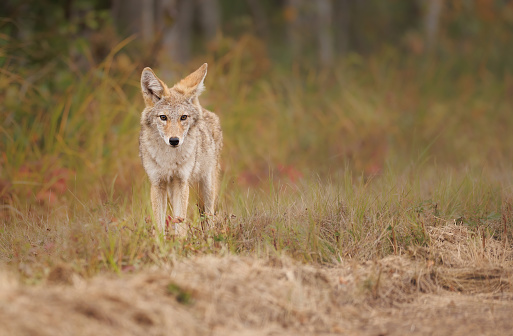 Un coyote caminando en la zanja a lo largo de un camino de grava en el otoño photo