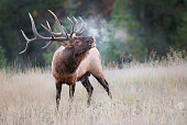 A bull elk bugling in a meadow in the early morning with its breath visible