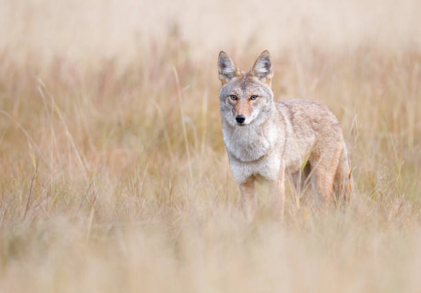 istock A coyote stands in a meadow in the fall 1451630048