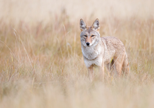 A coyote standing in a meadow in the fall blends into the grasses in the field taken in Jasper National Park