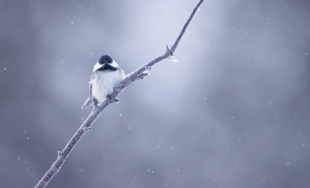A black capped chickadee perched  on a bare branch in the winter time with snow gently falling taken In Northern Alberta