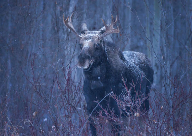 Bull Moose walking along the highway in northwest Yellowstone National Park during steady snowfall. This is near Cooke City, Montana on the borders of Wyoming and Montana.