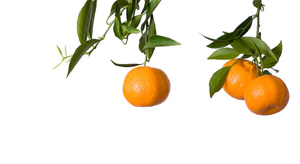 Tangerines on white Branch of tangerines isolated on white orange tree photos stock pictures, royalty-free photos & images