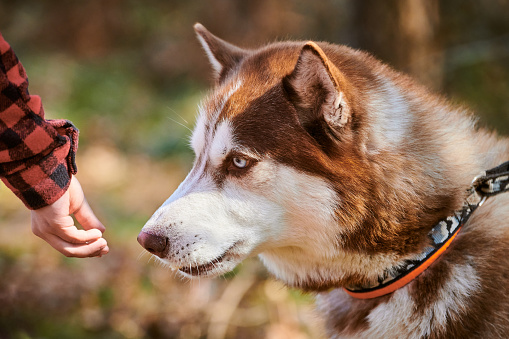 Siberian Husky dog sniffs yummy meal in owner hand, cute brown white Husky dog waiting for rewards. Funny sled dog breed outdoor portrait forest background, walking with beautiful adult pet