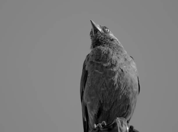 istock Close-up of bird perching on branch against clear sky 1451631202