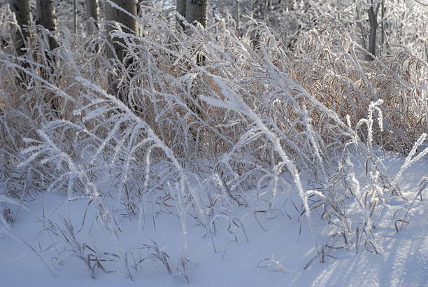 Frosted Grass stock photo