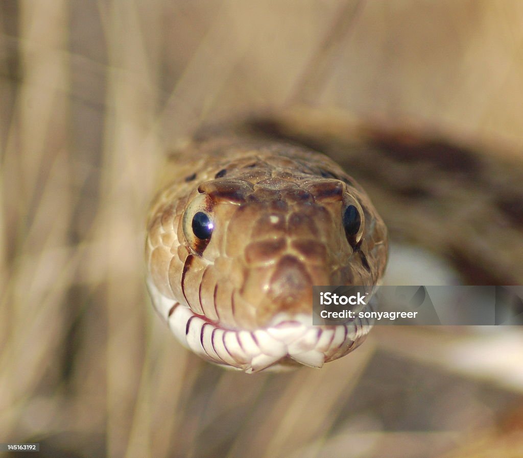 황소뱀 - 로열티 프리 0명 스톡 사진