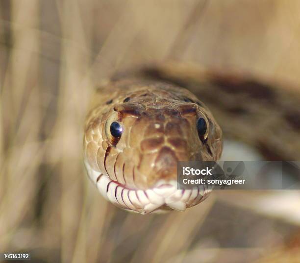 황소뱀 0명에 대한 스톡 사진 및 기타 이미지 - 0명, 독이 없는, 뱀