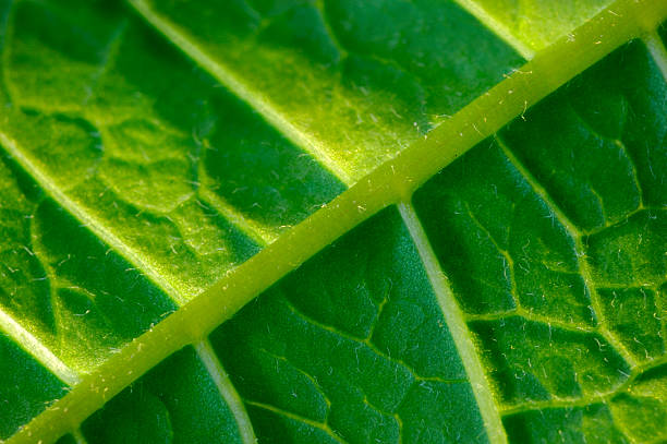 Folha verde, macro Extremo - fotografia de stock