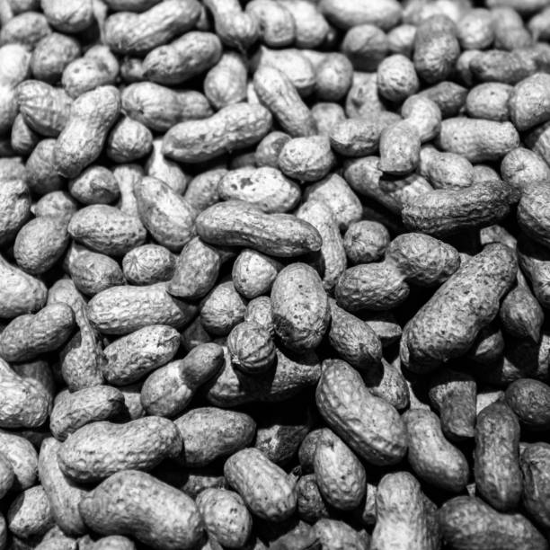 Lots of fresh peanuts