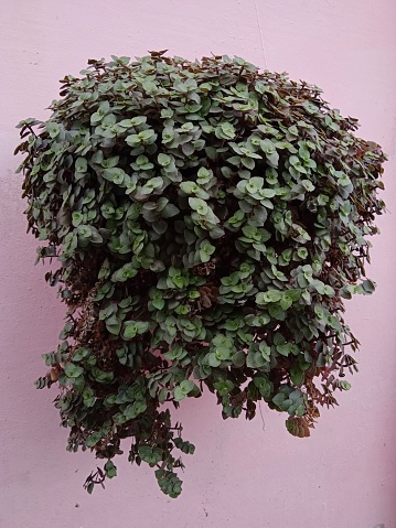 Callisia repens pink lady is usually used for the House plants concept to make it look natural and natural