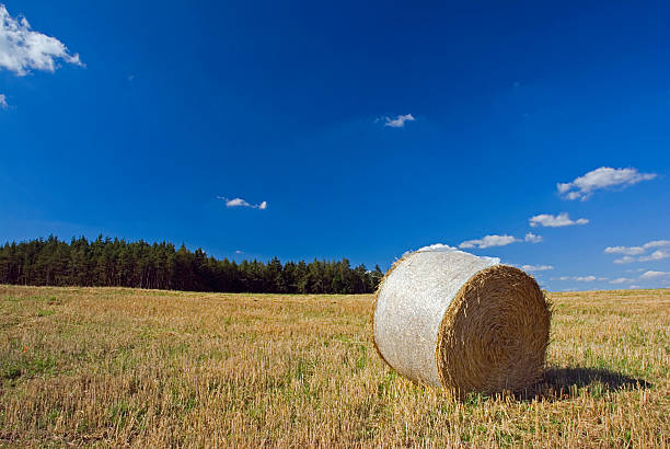 paille accessible en fauteuil roulant et un ciel bleu - john garner photos et images de collection