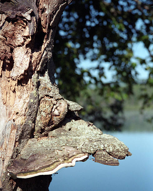 Old tree stock photo