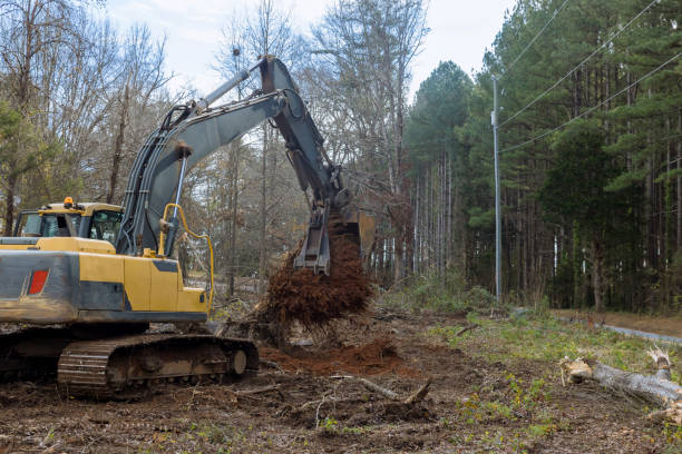 istock A tractor backhoe was used to remove stump roots from trees that were cut down to make way for the construction of a home. 1451634343
