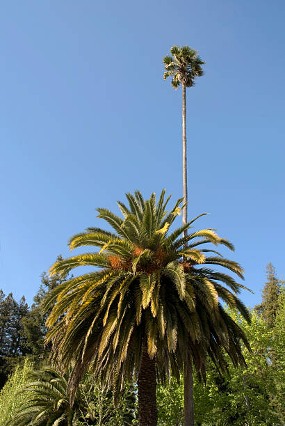 Tipos de palmeira - foto de acervo
