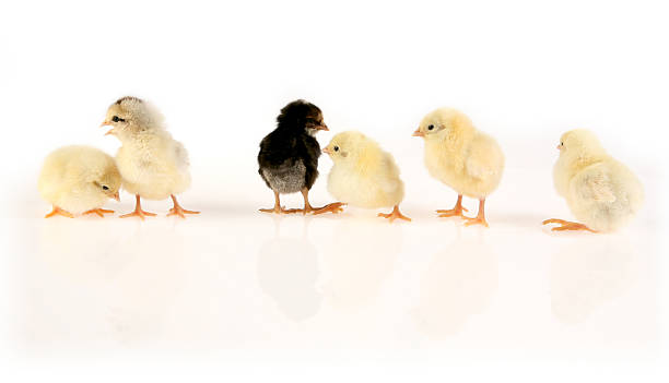 istock Baby chcikens in row 145163516