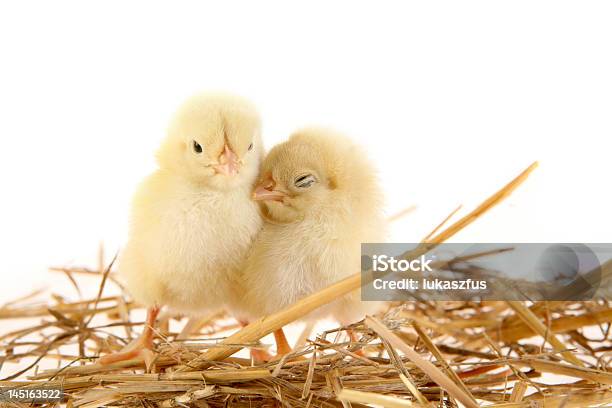 Nido Damore - Fotografie stock e altre immagini di Uccellino - Uccellino, Nido di animale, Pulcino