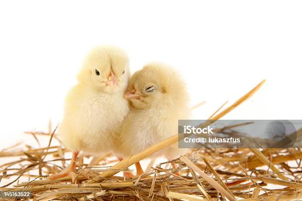 Miłość Nest - zdjęcia stockowe i więcej obrazów Młody ptak - Młody ptak, Gniazdo zwierzęce, Pisklę