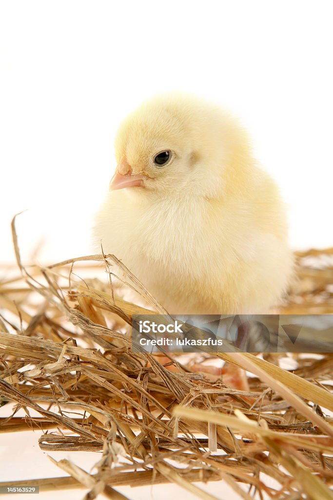 Poussin - Photo de Animal nouveau-né libre de droits