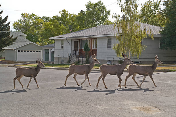 Deer Crossing stock photo