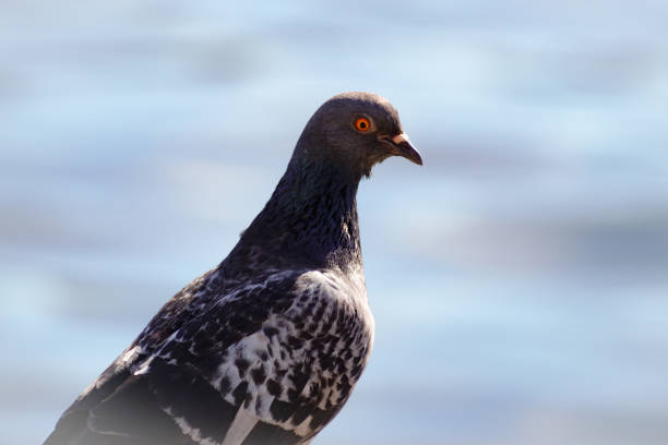 istock Close up of bird perching against water 1451636716