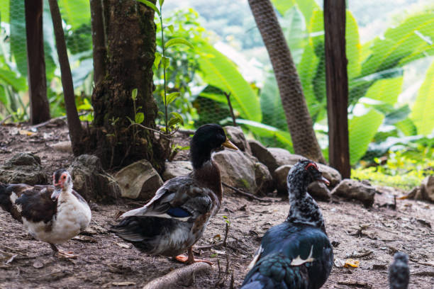 istock Ducks in a pen in the field. 1451637625