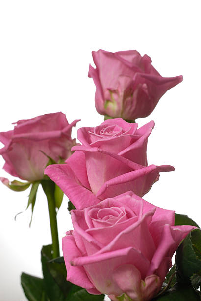 Bunch of pink roses. stock photo