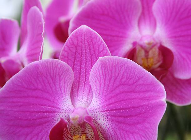 Purple Orchid Nahaufnahme – Foto