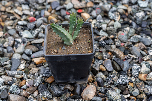 Orbea huernia small plant in a plastic container