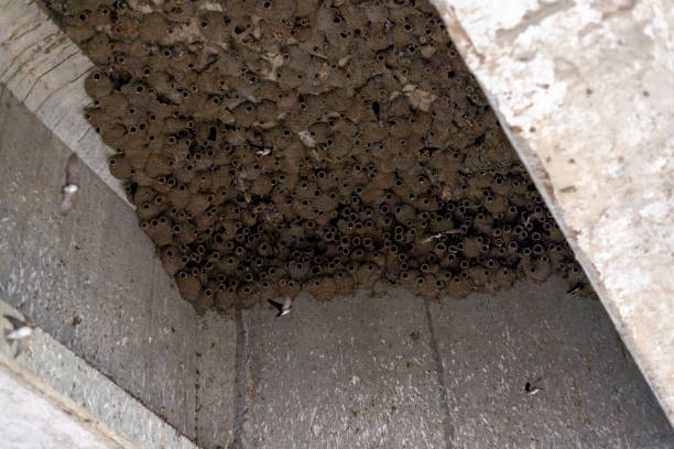 istock Ababeel common Swift birds mud nests under the bridge 1451638389